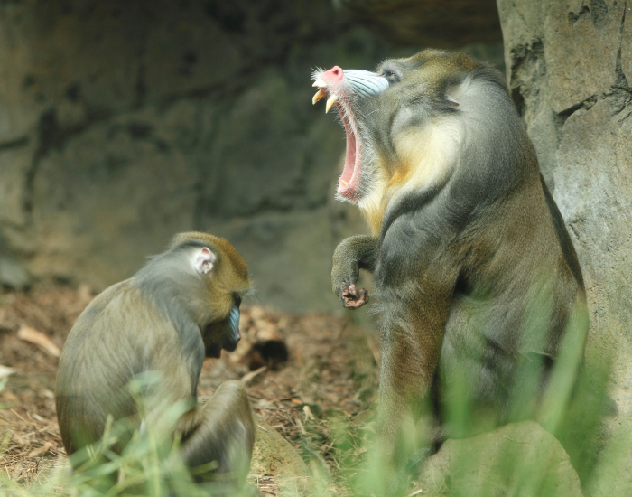 Mandrillus-sphinx-3.webp two mandrills in captivity , one opening it smouth