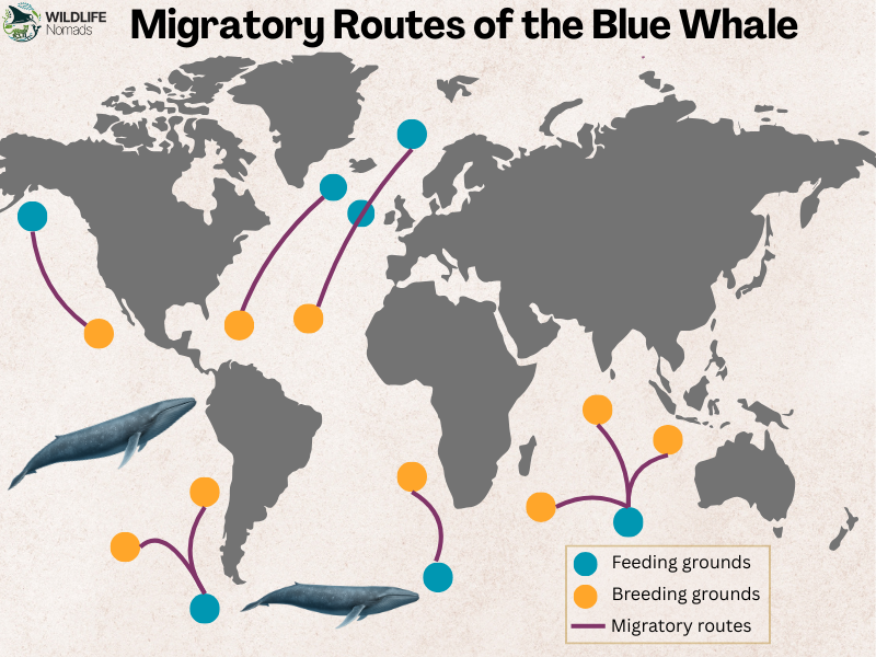 Migratory-Routes-of-the-Blue-Whale.webp Migratory Routes of the Blue Whale infographic