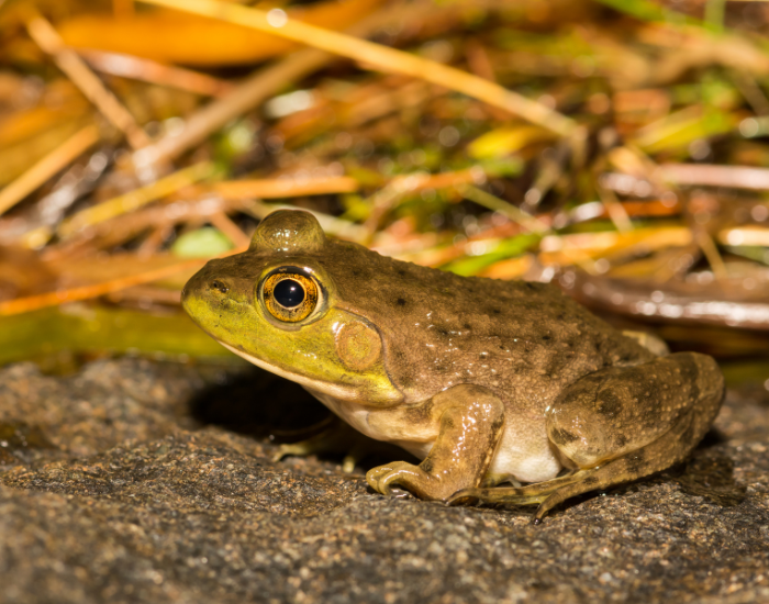 Mink-Frog-Lithobates-septentrionalis.webp Mink Frog on the ground
