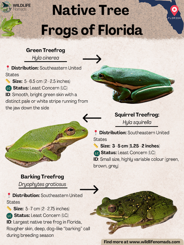 Native Tree Frogs of Florida infogrpahic showing 3 species, green tree frogs, squirrel tree frog and barking tree frog
