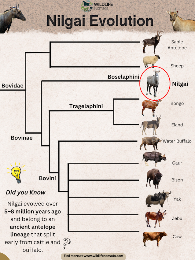 Nilgai-Blue-bull-Evolution.webp Nilgai Evolution infographic showing the relation with other members of the bovidae