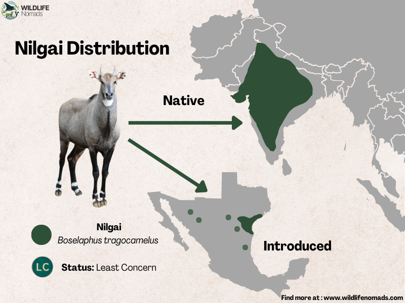 Nilgai-blue-bull-Distribution.webp Nilgai Distribution map