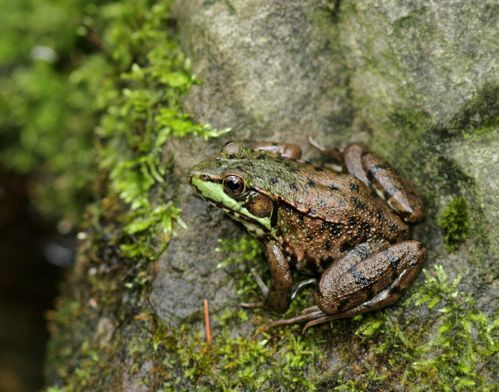 Northern-Green-Frog-Lithobates-clamitans.webp a Northern Green Frog in the wild over a log