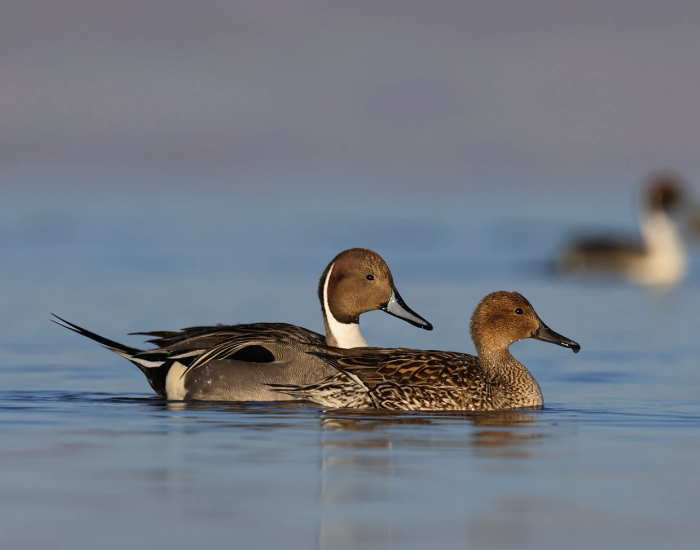 Northern-Pintail-on-2.webp two pintails ducks swimming in the wild