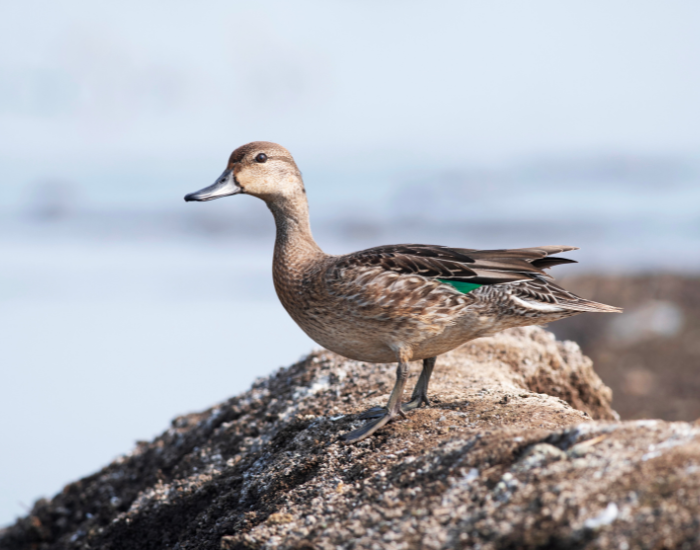 Northern-Pintail-on-rock.webp female northern pintail duck ona rock near water