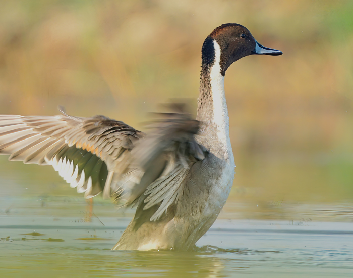 Northern-Pintail-on.webp duck flipping its wings while paddling on water