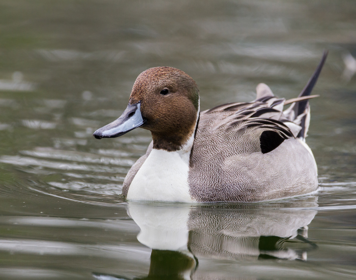 Northern-Pintail-swimming.webp a northern pintail duck swimming in a lake