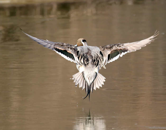 Northern-Pintail-wing-lake.webp a pintail duck flying over a lake's surface
