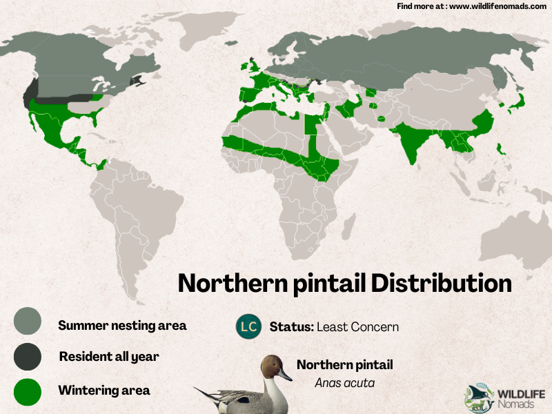 Northern-pintail-Distribution.webp Northern pintail distribution