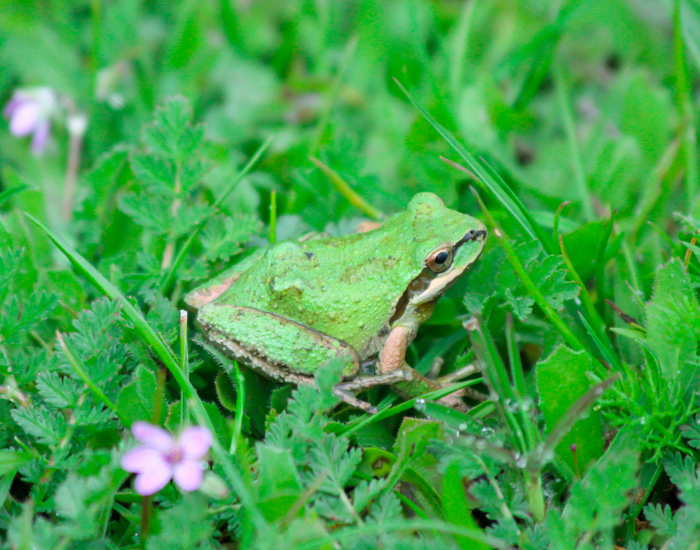Pacific-Tree-Frog-Pseudacris-regilla.webp a Pacific Tree Frog over grass