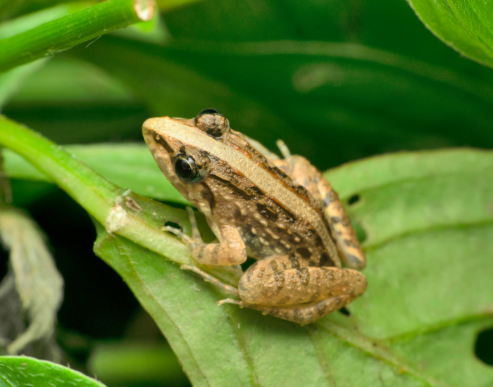 Pelophylax-nigromaculatus.webp a Black-Spotted Pond Frog on a leaf