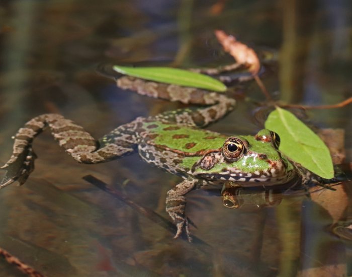 Pelophylax-ridibundus.webp a Marsh Frog on a pond floating