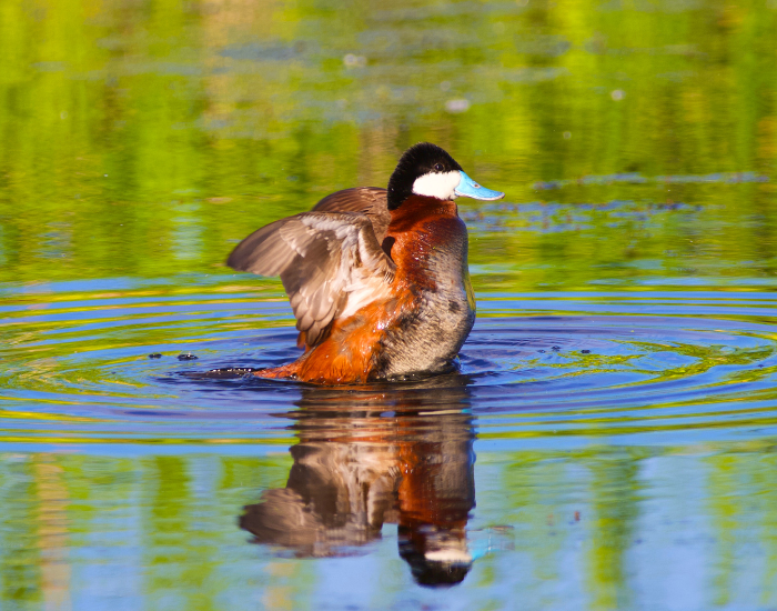 Ruddy-Duck-about-to-fly-2.webp ruddy duck expanding its wings while swimming in the wild