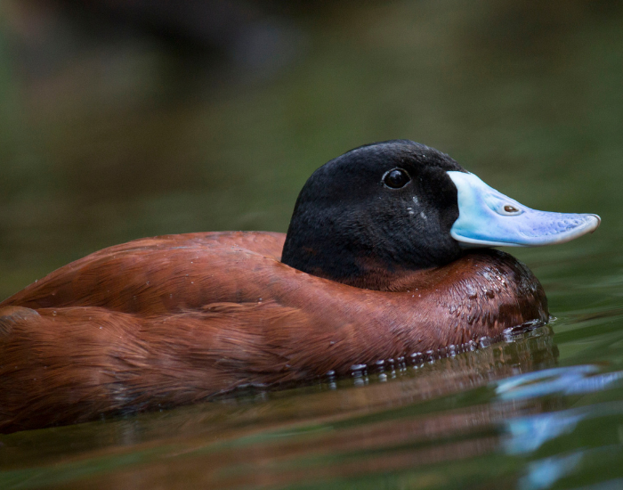 Ruddy-Duck-close-up-Oxyura-jamaicensis.webp close up of a ruddy duck swimming