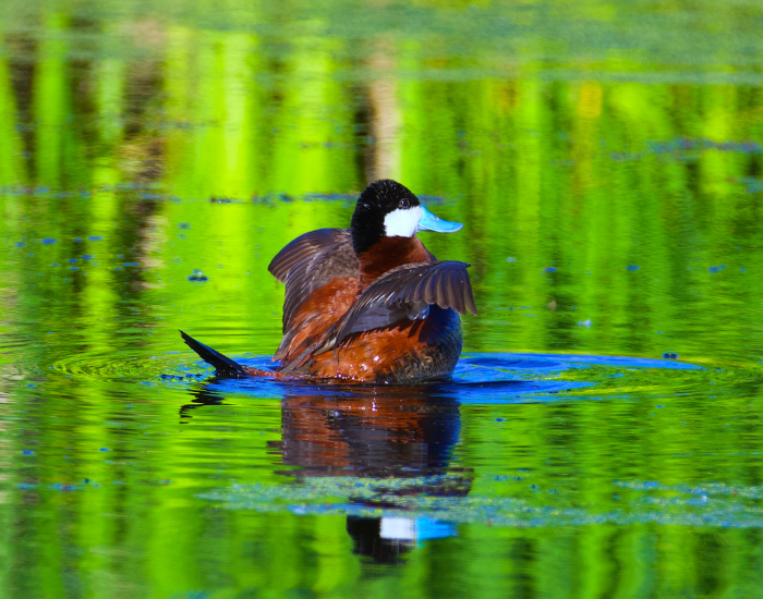 Ruddy-Duck-close-up-7.webp ruddy duck swimming in the wild