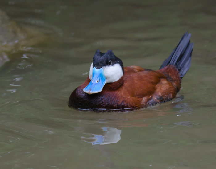 Ruddy-Duck-swimming.webp a ruddy duck swimming