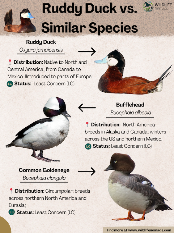 Ruddy-Duck-vs.-Similar-Species.webp Ruddy Duck vs. Similar Species INFOGRAPHIC SHOWING RUDDY DUCK AND 2 SIMILAR SPECIES