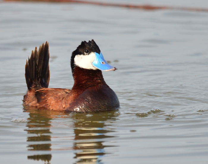 Ruddy-Duck.webp ruddy duck swimming in a lake