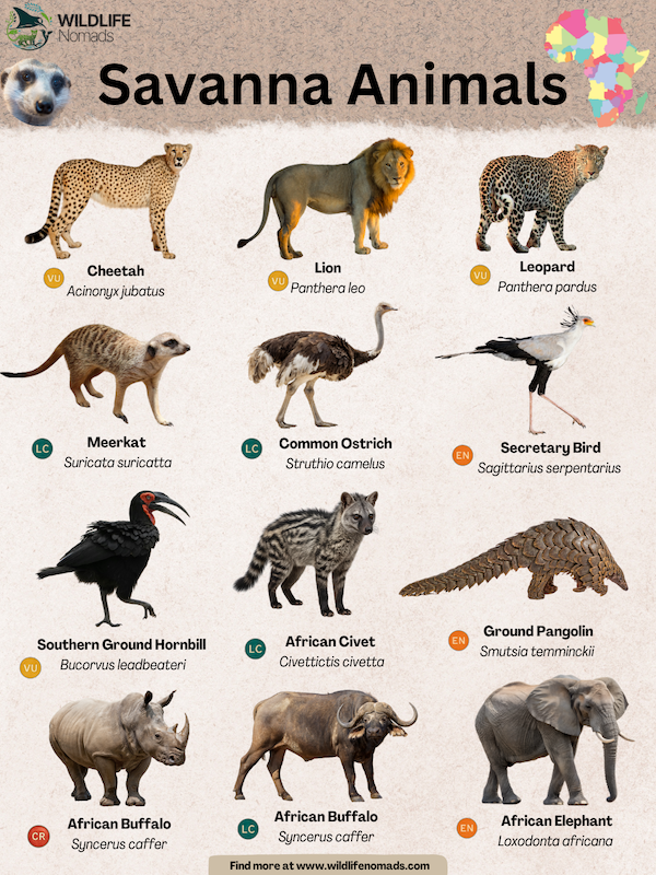 Savanna-Animals.webp Savanna Animals infographic