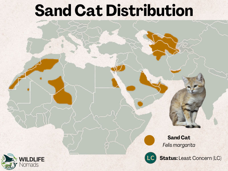 Sand-Cat-Distribution.webp San Cat distribution map