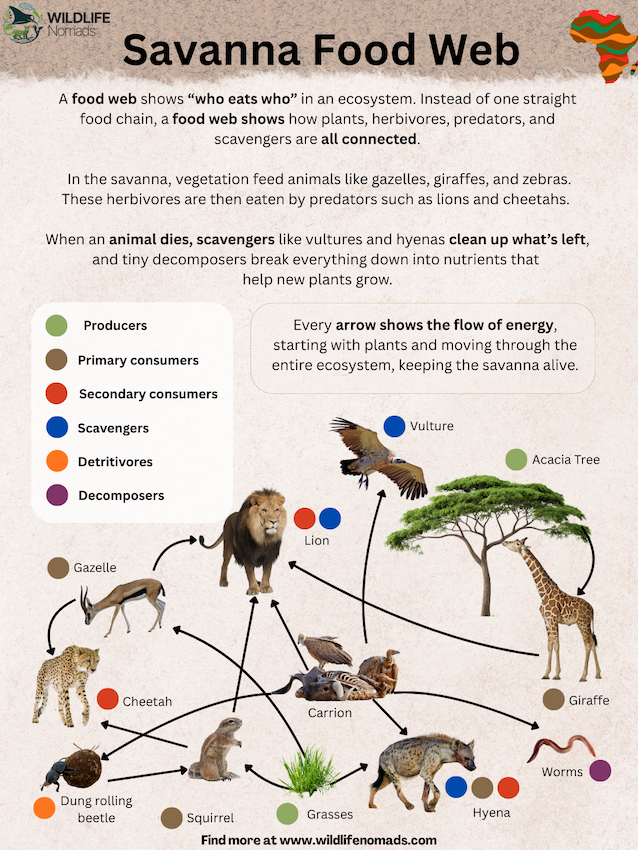 Savanna-Food-Web.webp Savanna Food Web inofgraphic