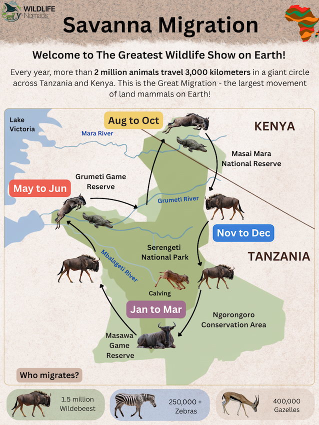 Savanna-Migration.webp Savanna Migration map infographic