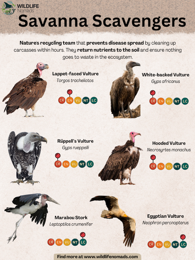 Savanna-Scavengers-1.webp Savanna Scavengers infographic
