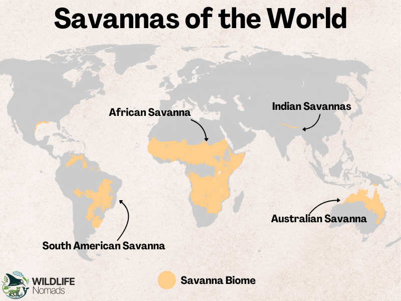 Savannas-of-the-World-map-distirbution-1.webp Savannas of the World distribution map