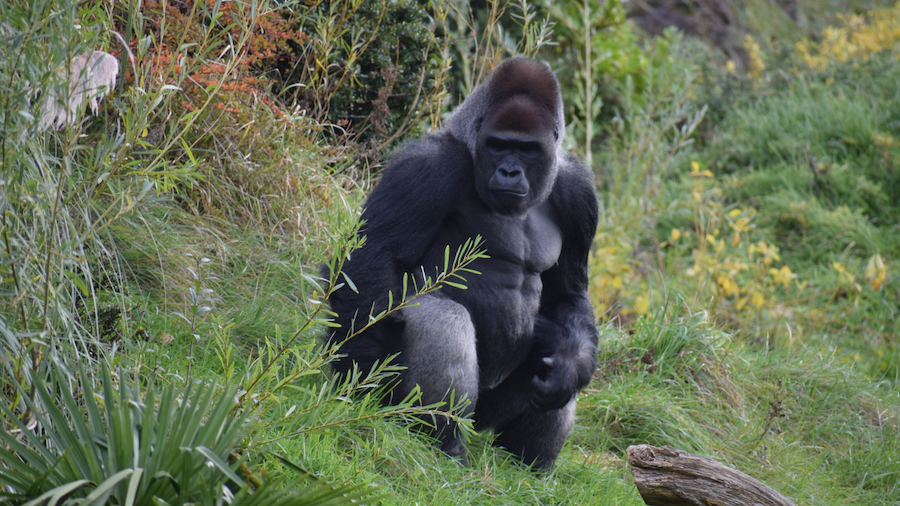 a gorilla sitting among vegetation