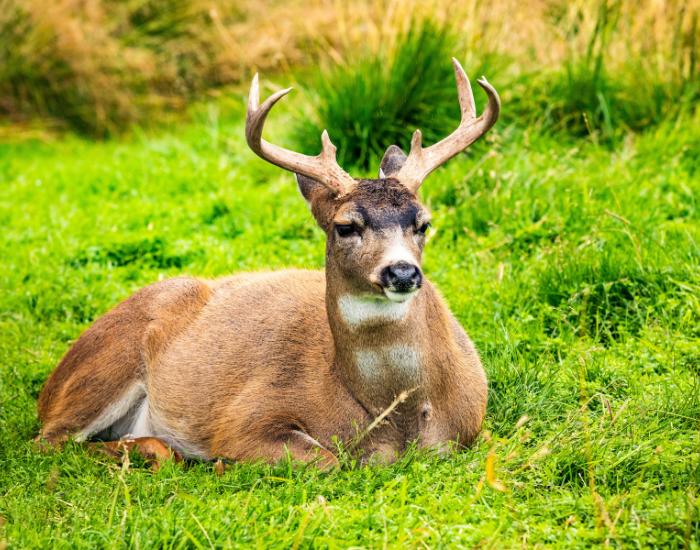 a Sitka Black-Tailed Deer laying over grass