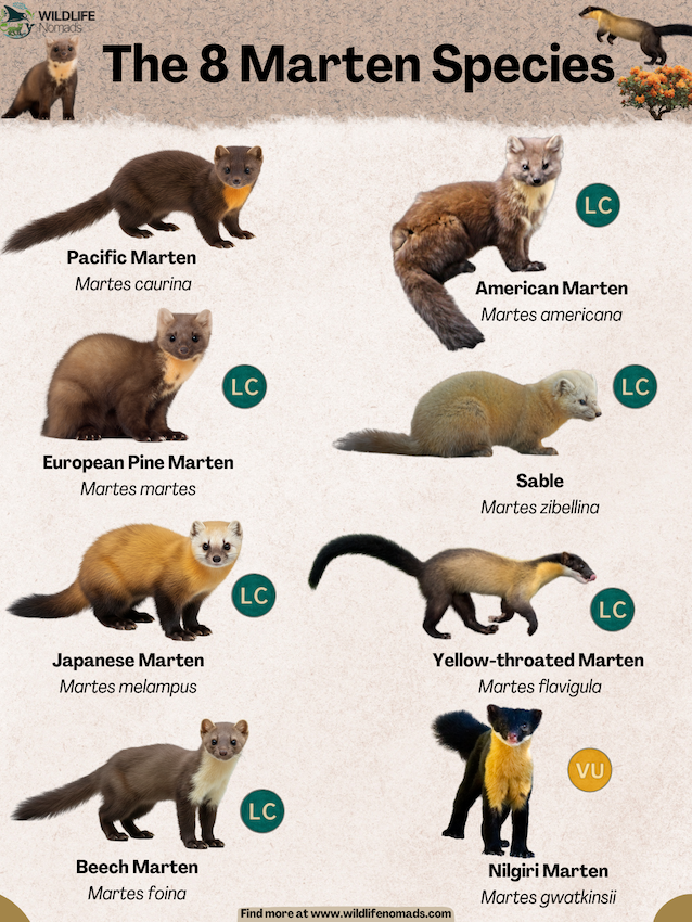 The 8 Marten Species infographic showing all species