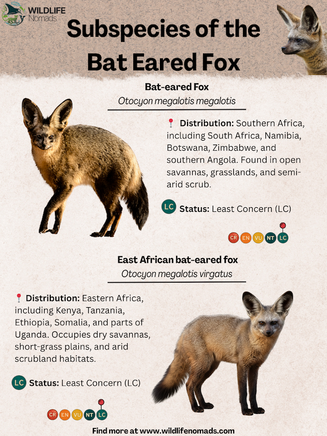 Subspecies-of-the-Bat-Eared-Fox.webp Bat eared fox showing the 2 subspecies infographic