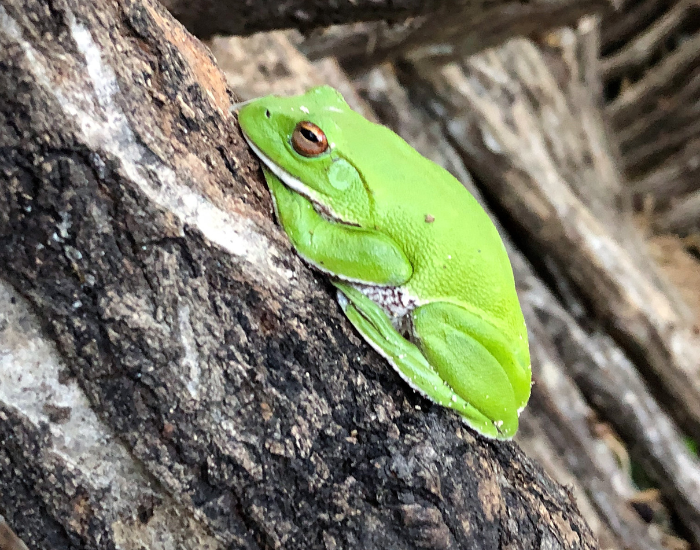The-Asian-Green-Tree-Frog-Zhangixalus-arboreus.webp a The Asian Green Tree on a log