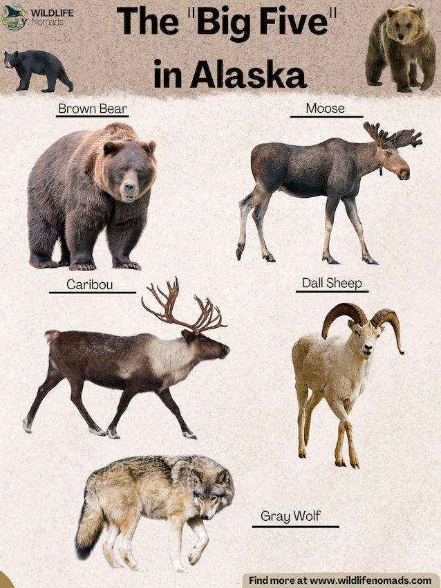 infographic showing the big five animals in Alaska, depicting a moose, caribou, gray wolf, brown bear, dall sheep