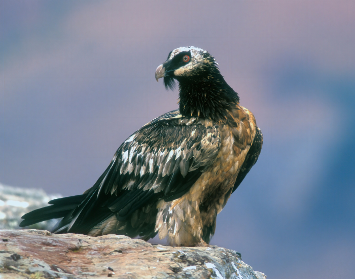 bearded vulture in the wild
