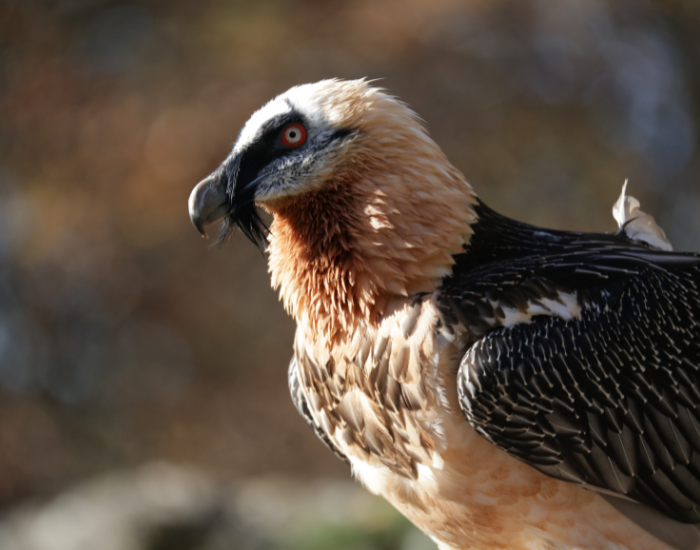close up of a bearded vulture