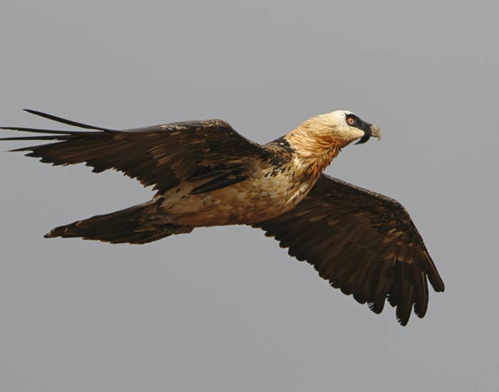bearded vulture flying