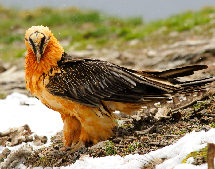 a bearded vulture