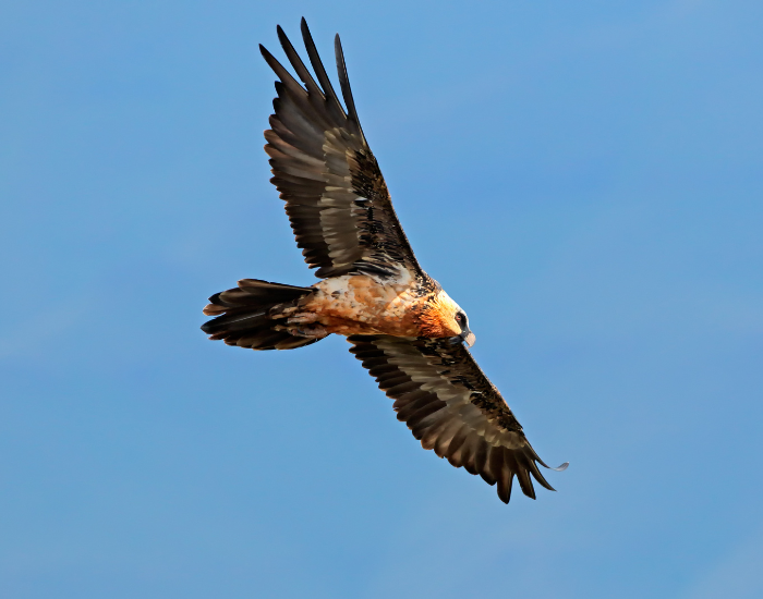 bearded vulture flying