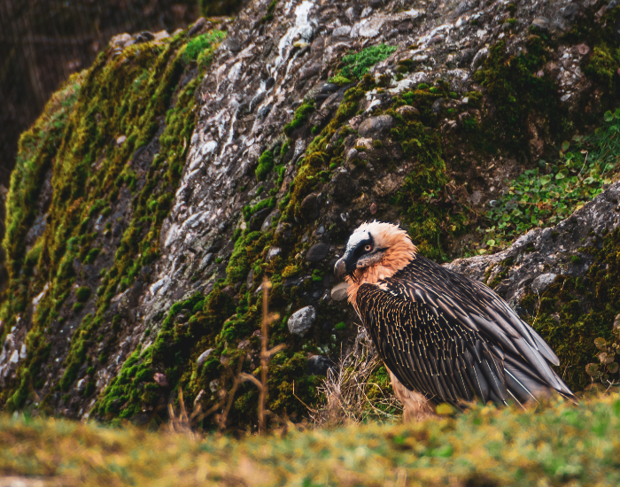 bearded vulture standing