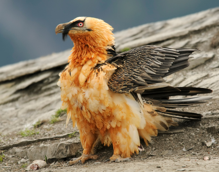 bearded vulture standing on a cliff