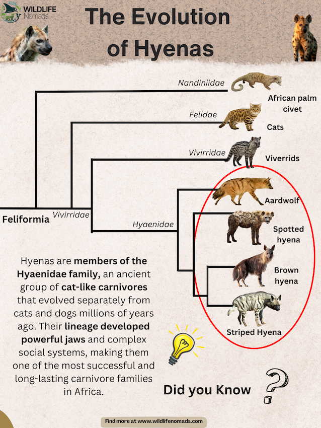 The-Evolution-of-Hyenas.webp The Evolution of Hyenas infographic