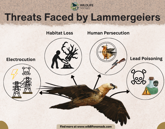 Threats Faced by Lammergeiers infographic