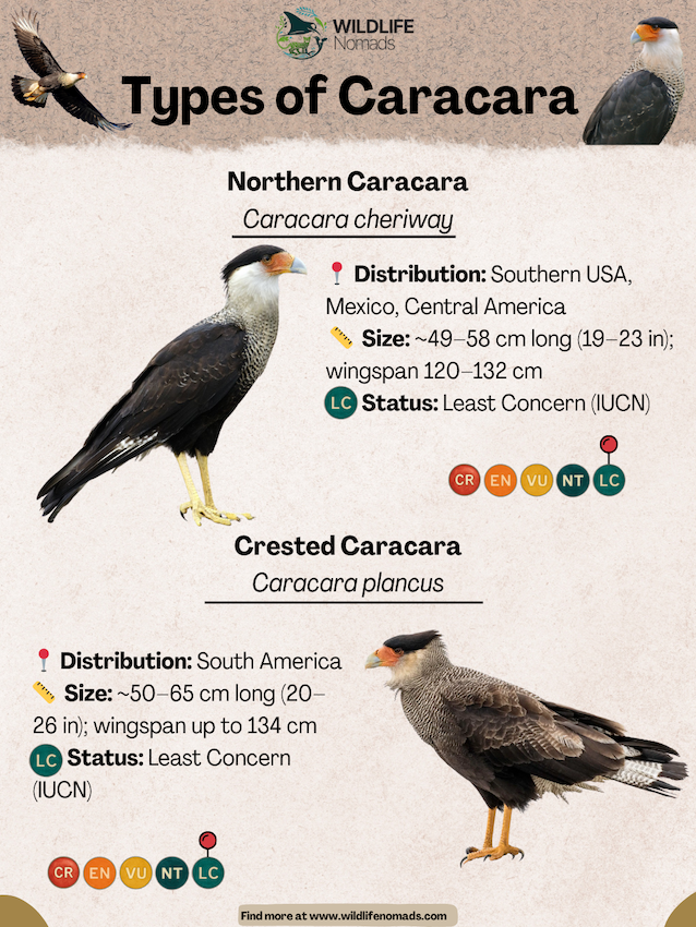 Types-of-Caracara.webp Types of Caracara infographic