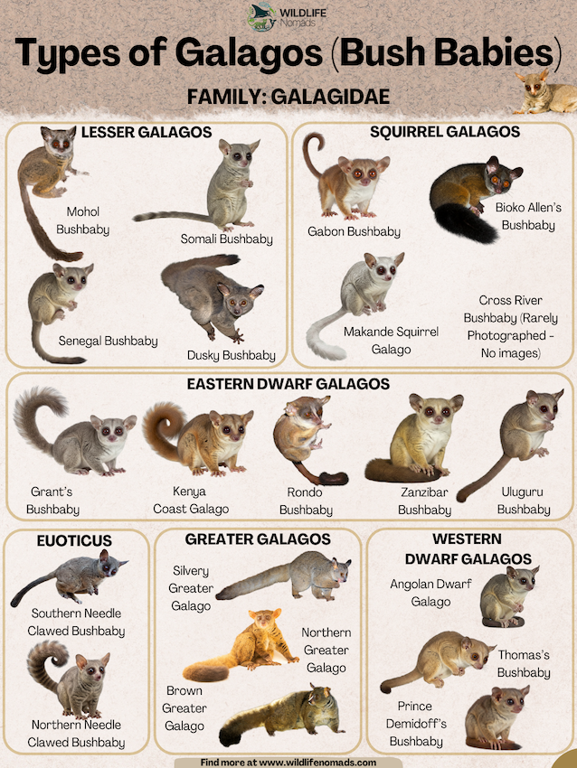 infographic showing species of galagos