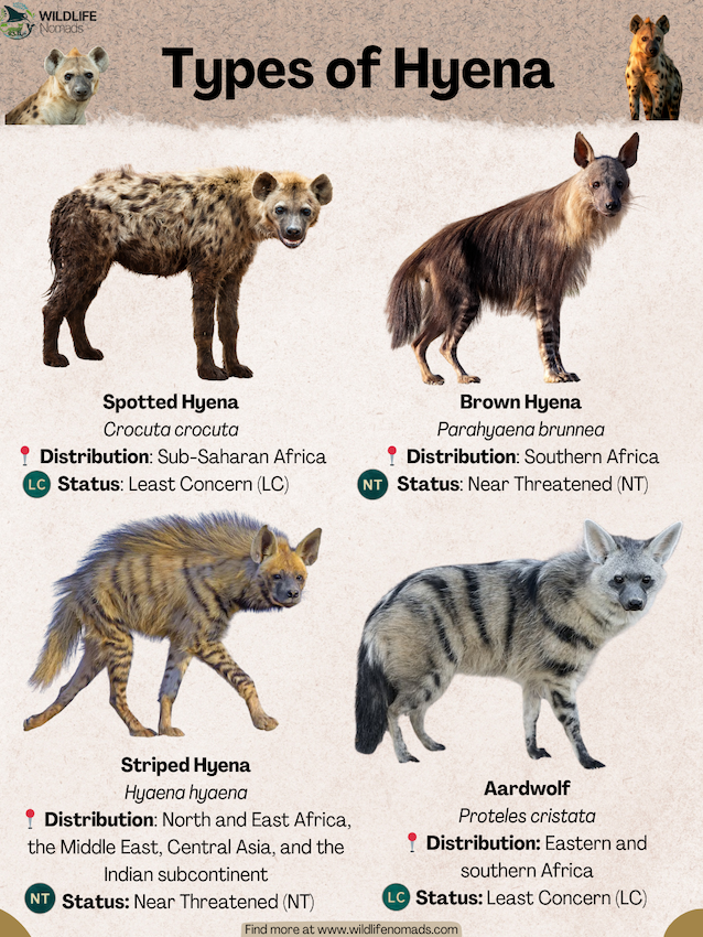 Types-of-Hyena.webp Types of Hyena infographic