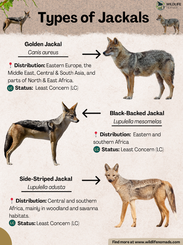 Types-of-Jackals-species.webp Types of Jackals infographic showing 3 species
