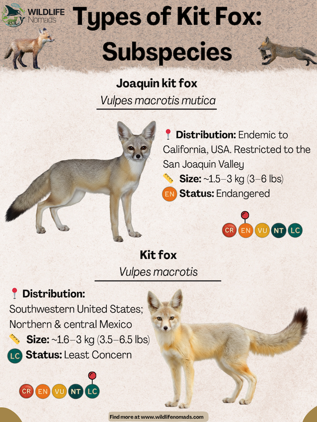 Types of Kit Fox: Subspecies infographic showing  both of them