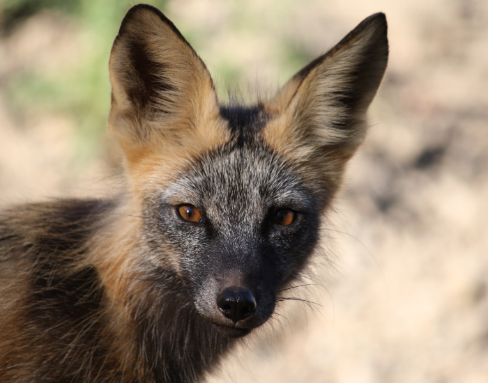 kit fox close up of the head