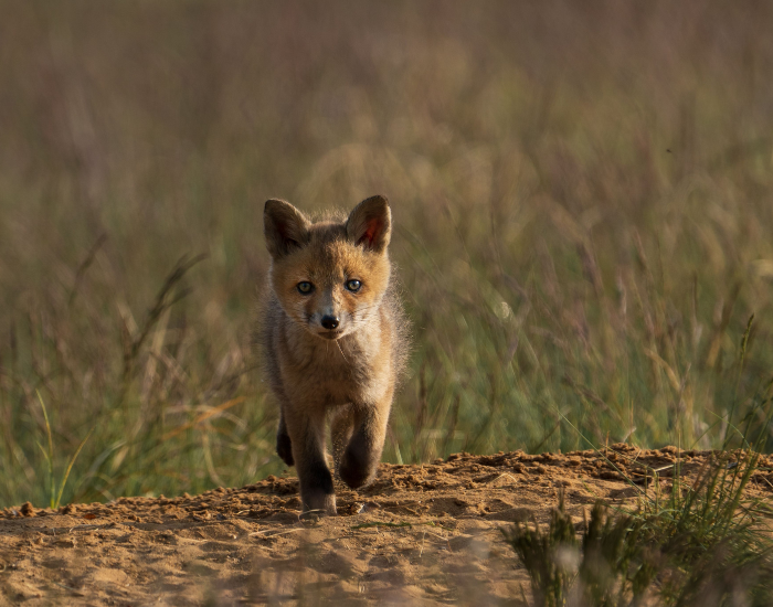 kit fox running in the wild